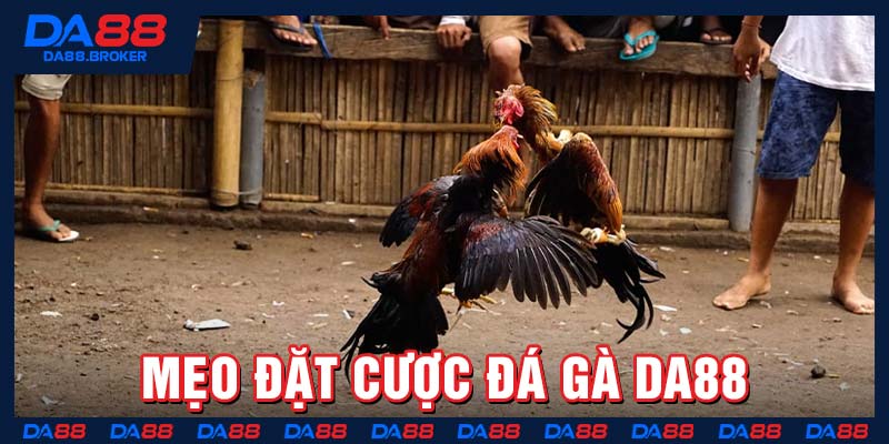 Mẹo đặt cược đá gà Da88
