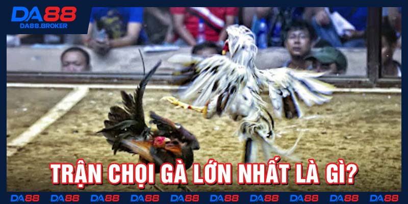 Trận chọi gà lớn nhất là gì?