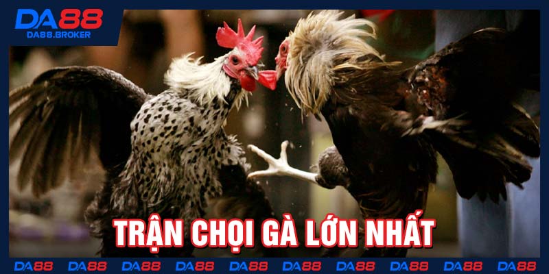 Trận chọi gà lớn nhất