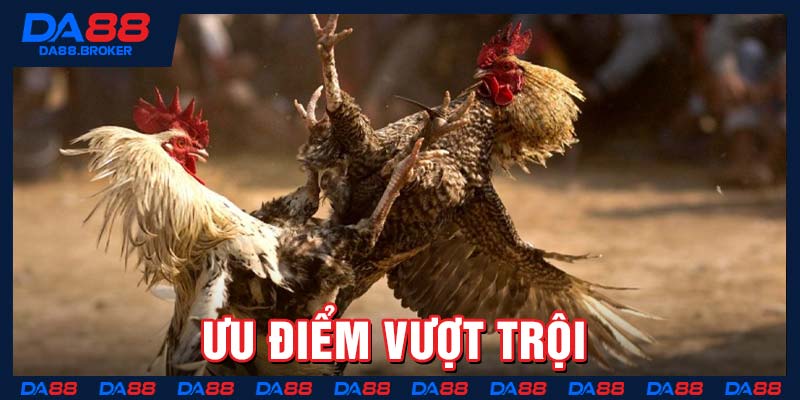 Ưu điểm vượt trội 